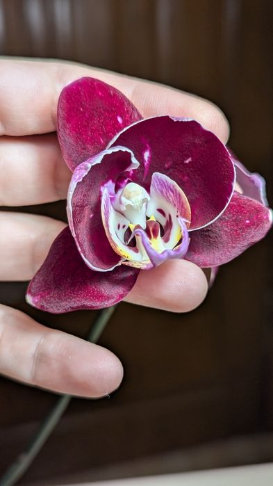 Орхідея дуже гарна