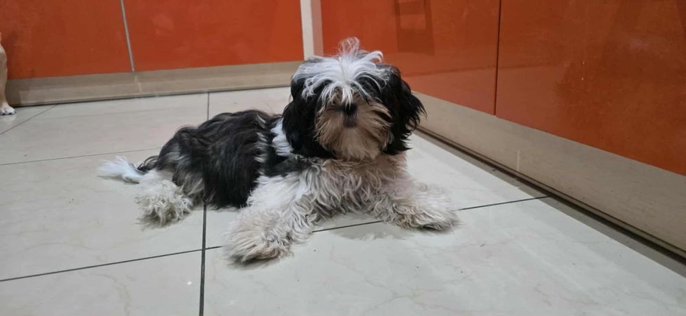 Shih tzu szczenię