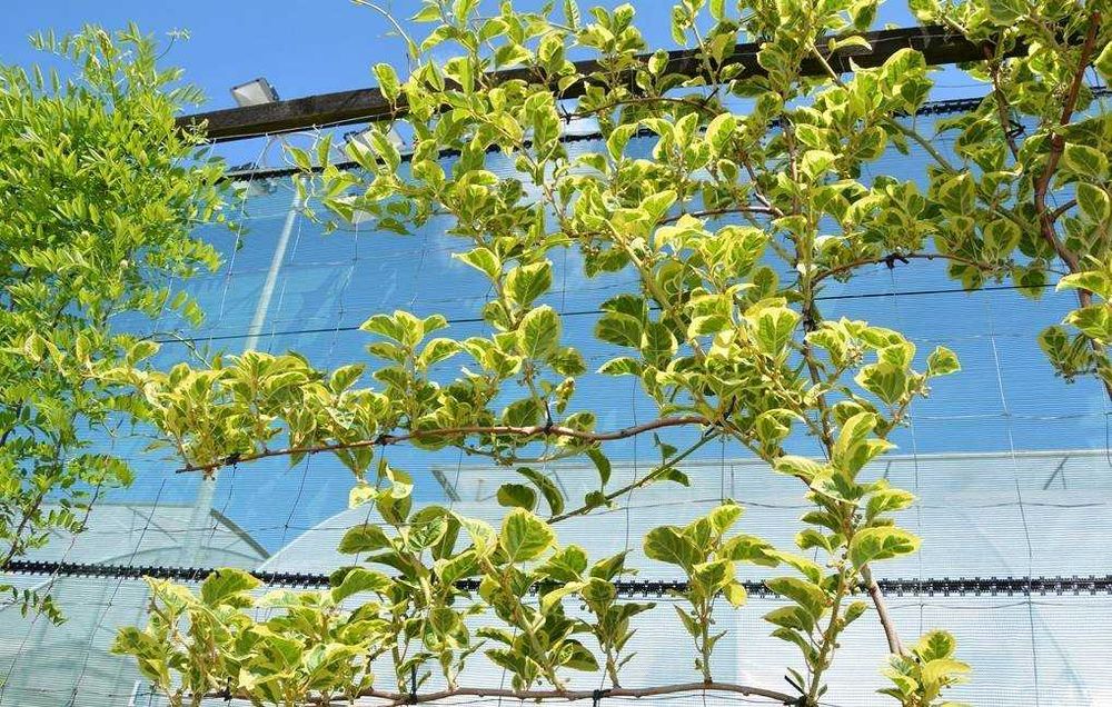 Kiwi folha Tigrada variegata - FRUTO SUPER DOCE Planta viva lindissima