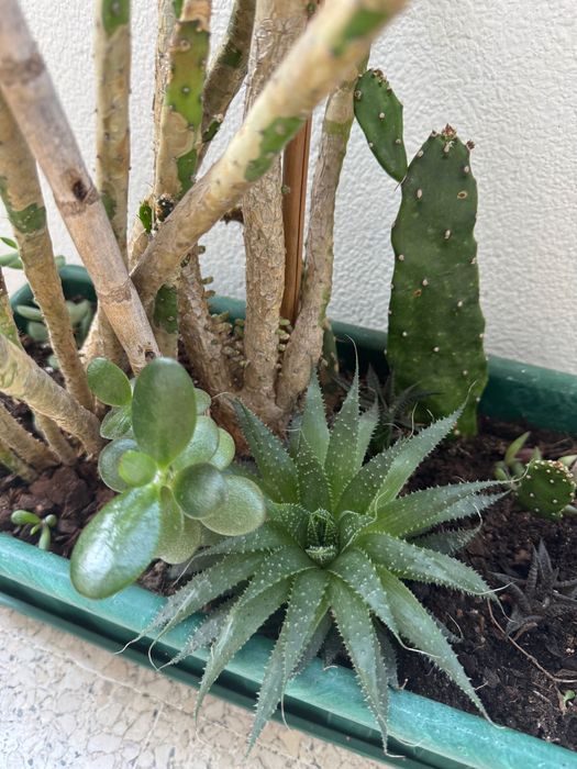 Vaso com cactos e suculentas – Diversas espécies
