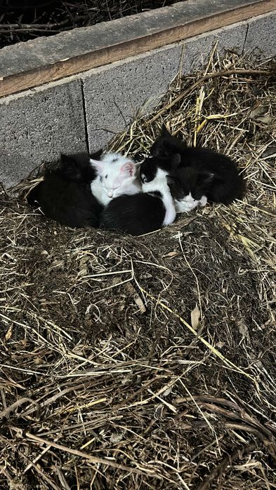 Gatinhos para dar
