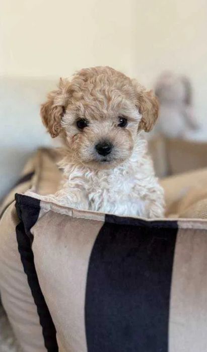 Щенки Мальтипу от 800€