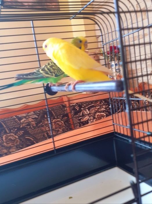 Papuga Falista Plus klatka