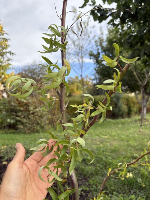 Туя, ялівець, верба, хоста, спірея, барбарис, сумах, овсянниця