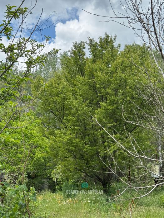 Дачка в лісі , біля води! ПРИВАТИЗОВАНА, Любимовка БЕЗ комісії