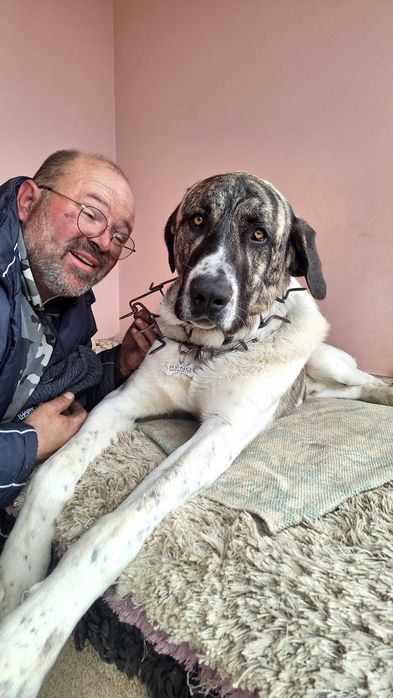 Carranca - Coleira Lobeira para Cão - Forjada 100% em Inox