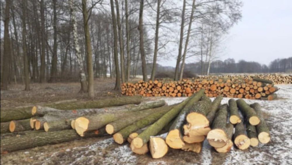 Drzewo olszyna na opał