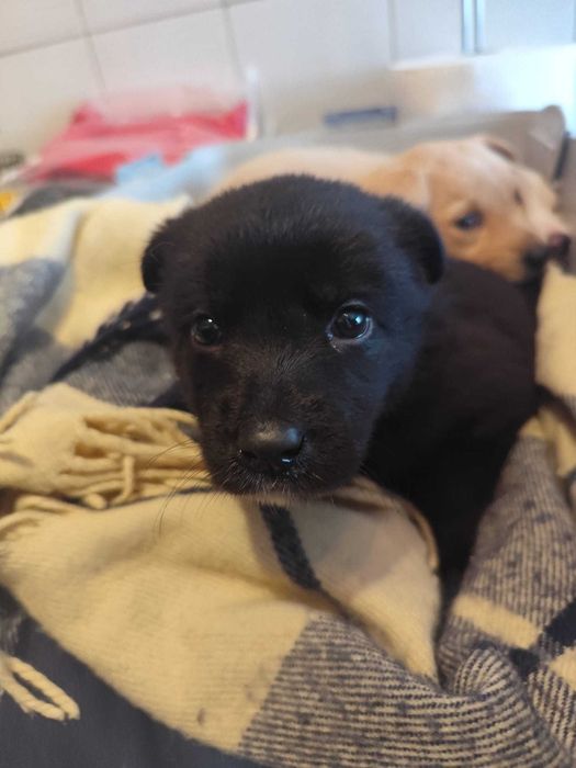 Cadela porte médio com  2 meses