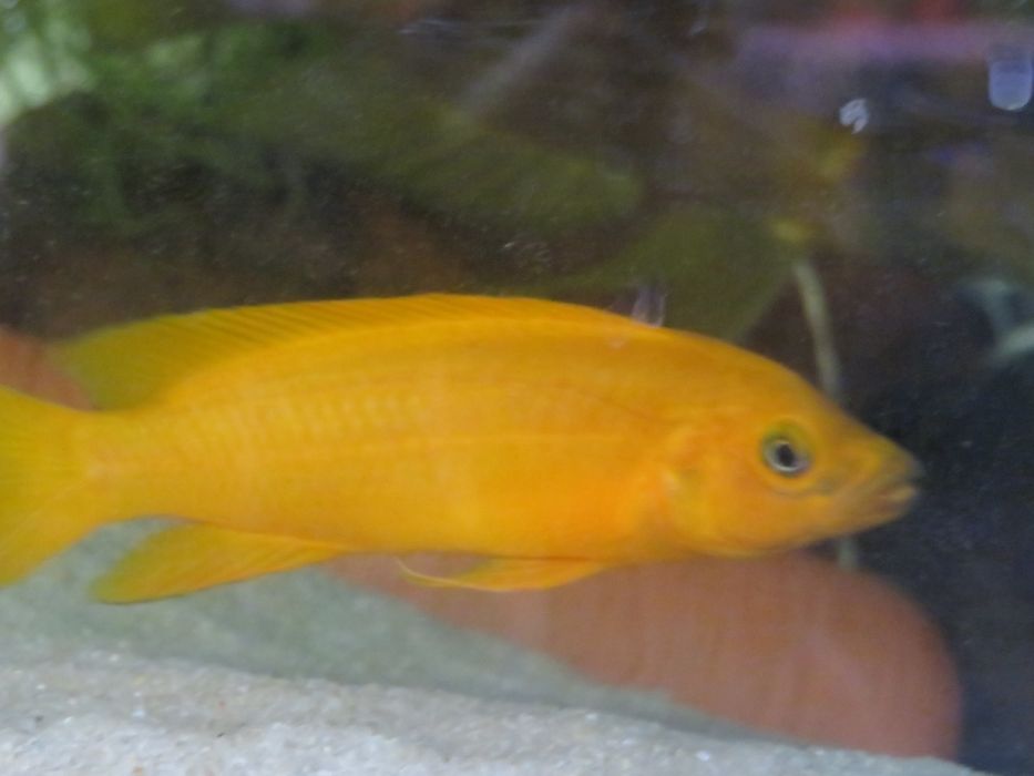 Neolamprologus leleupa tanganika 2 f1