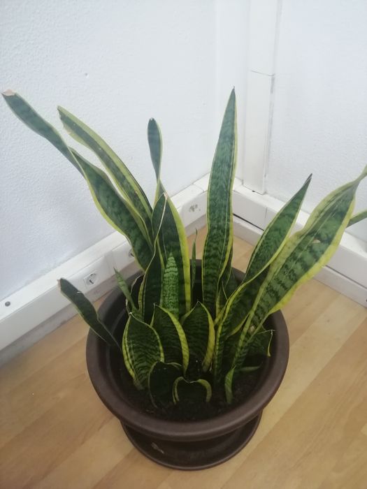 Espada de Santa Bárbara / Ogum / Iansã / desumidificador natural