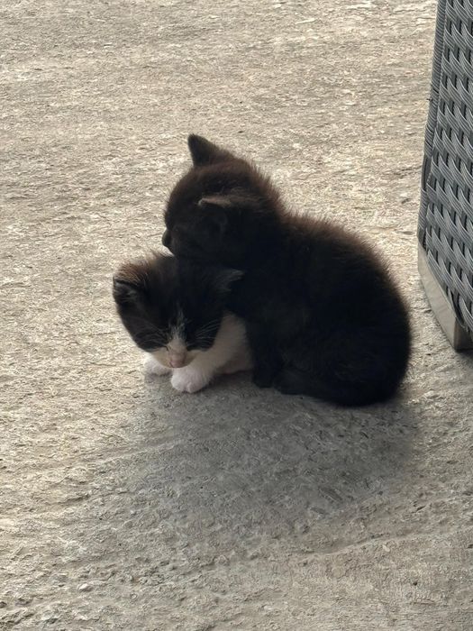 Kotki oddam w dobre ręce. 2 miesięczne.