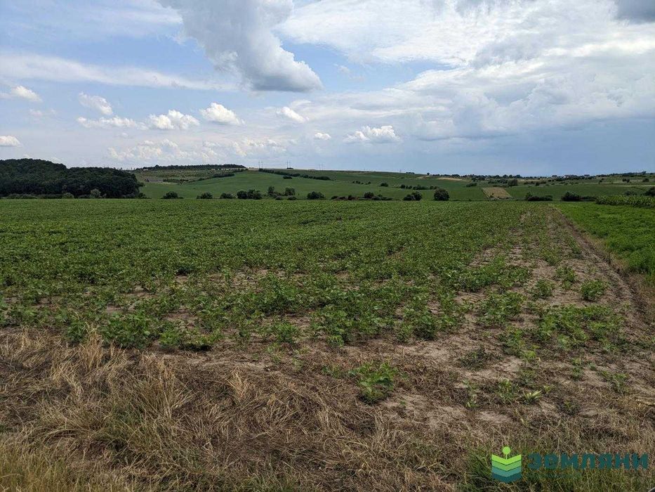 Земля 13 соток в с.Колодіївка,урочище "Нива" під будівництво (5)