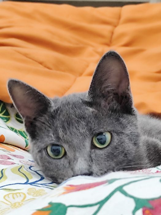 Gato para adoção!!