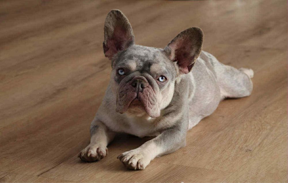 Sunia buldog francuski do hodowli