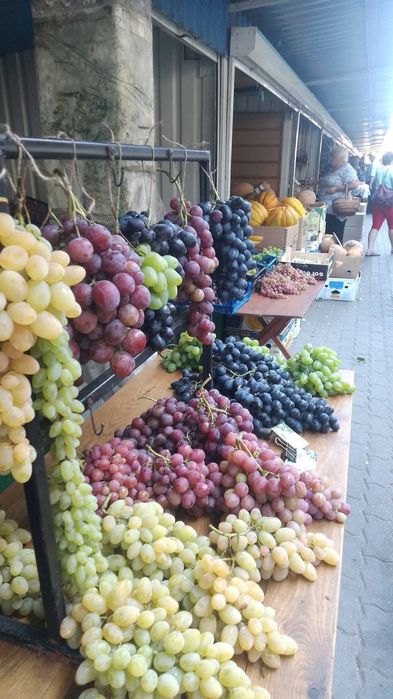 Саджанці Винограду