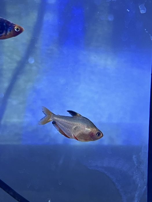 Guppie, Gato-De-Vidro, Limpa Vidros, Molly, Camarão