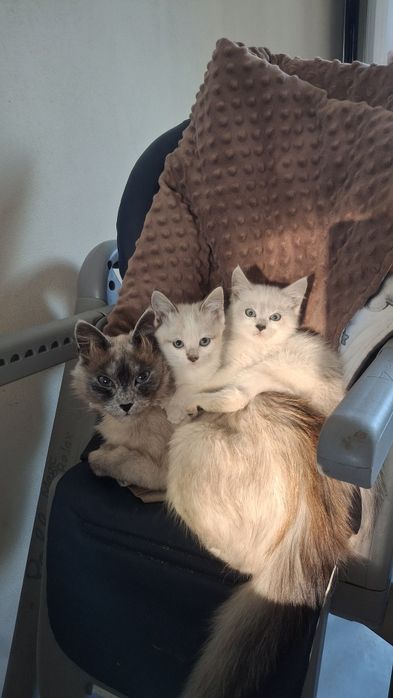 Продам кошенят котик кішечка