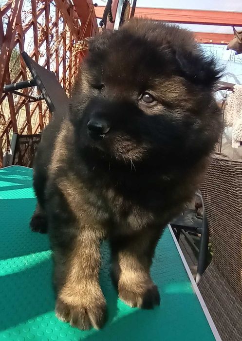 Szczeniak Eurasier