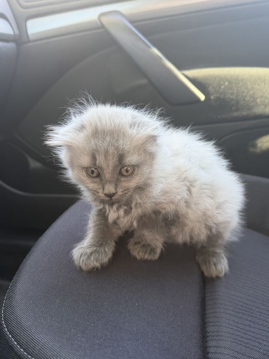 Вислоухий котёнок