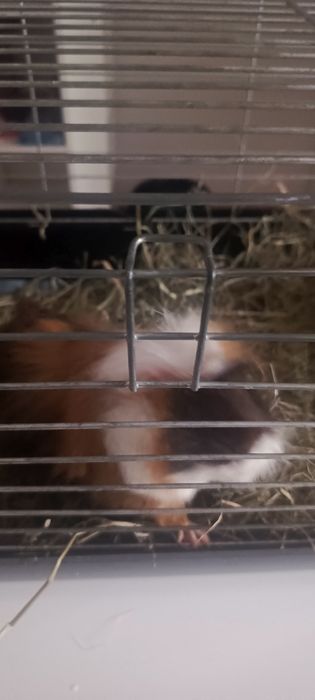 Świnka morska rozetka