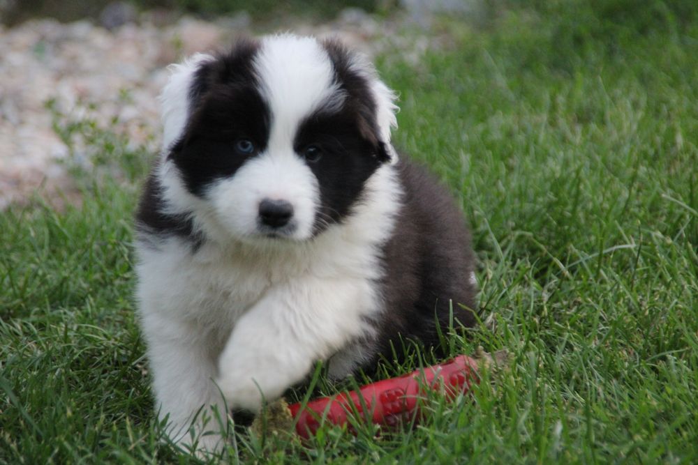 Chłopiec border collie