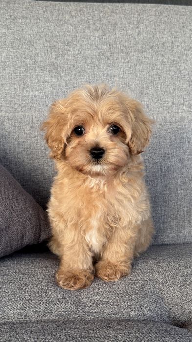 Цуценята Мальтіпу