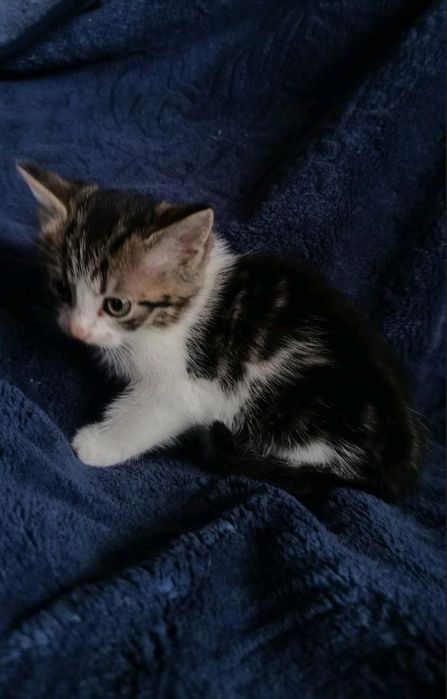 Киця кошенятко котята