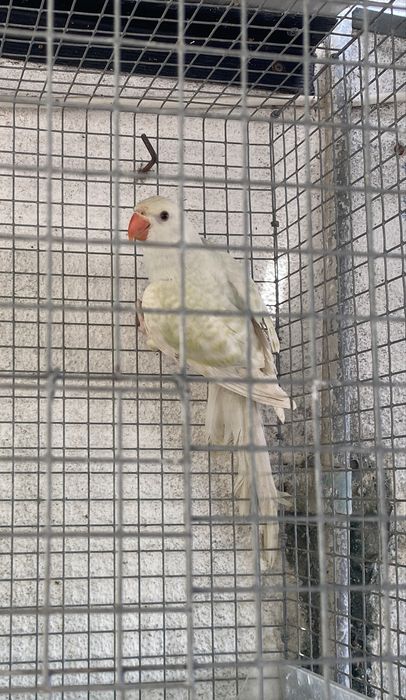 Ring neck femea adulta