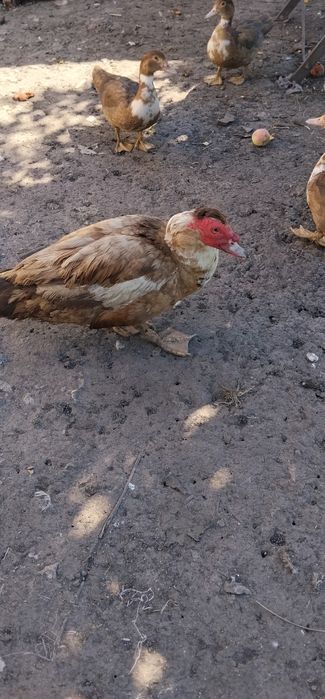 Продам індокачок