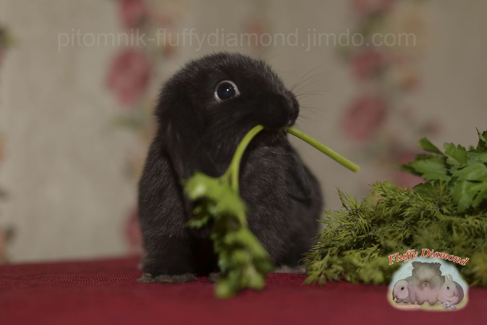 Чорний висловухий кролик з офіційного розплідника!