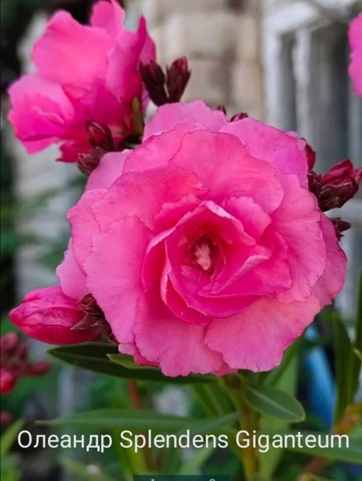 Олеандр рожевий повний