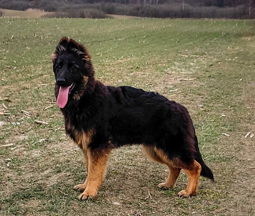 Suczka Owczarek Niemiecki Długowłosy