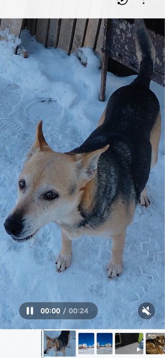 Віддам в семью  гарну охорону