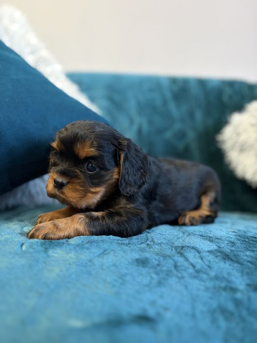 Cavalier king charles spaniel