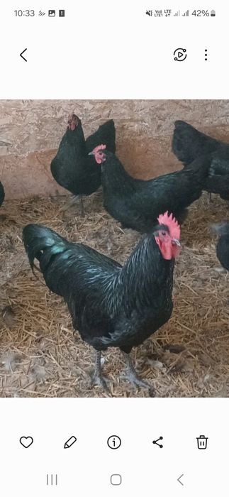 Kogut Australorp