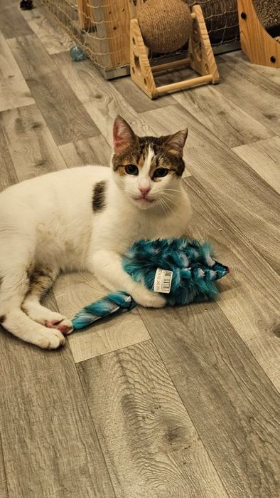 Greta do adopcji