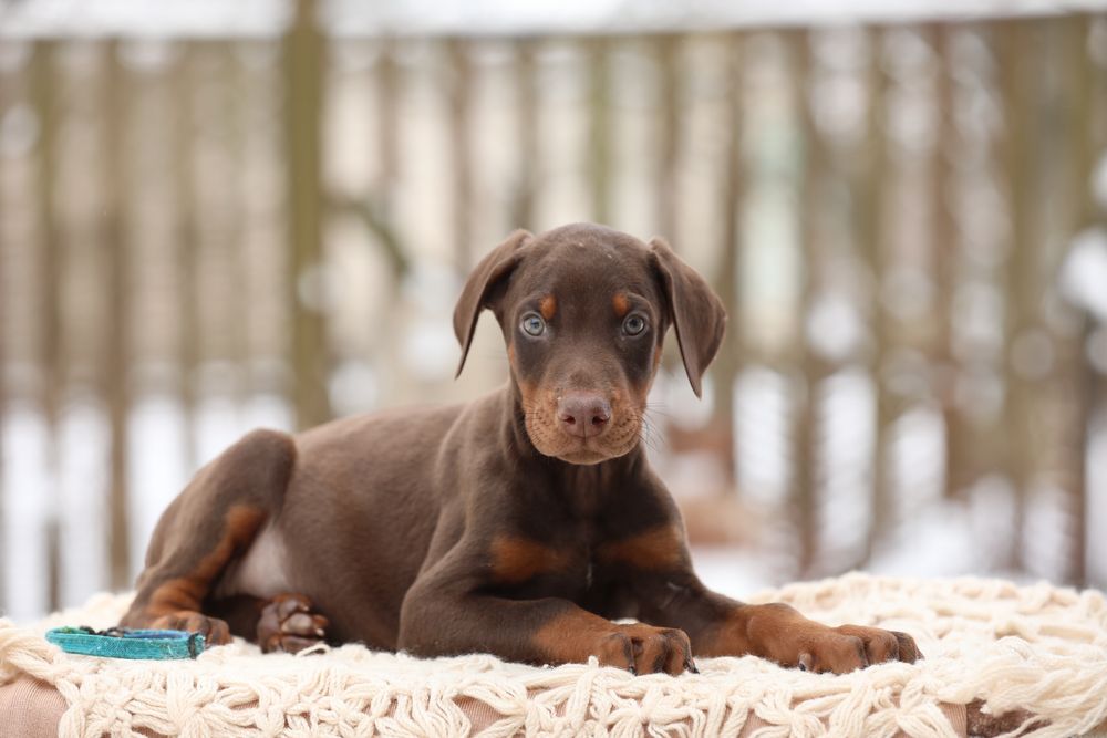 Пропонуємо песиків доберманів