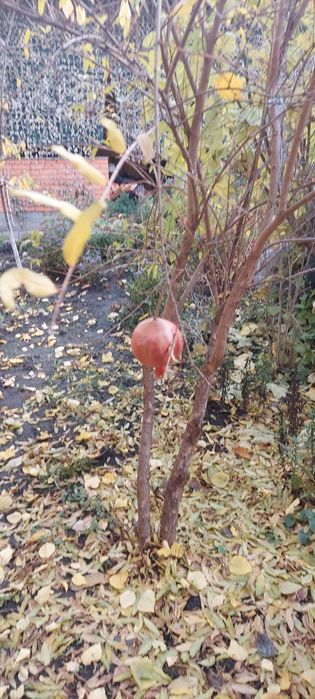 Черенки  инжира   и Гранат