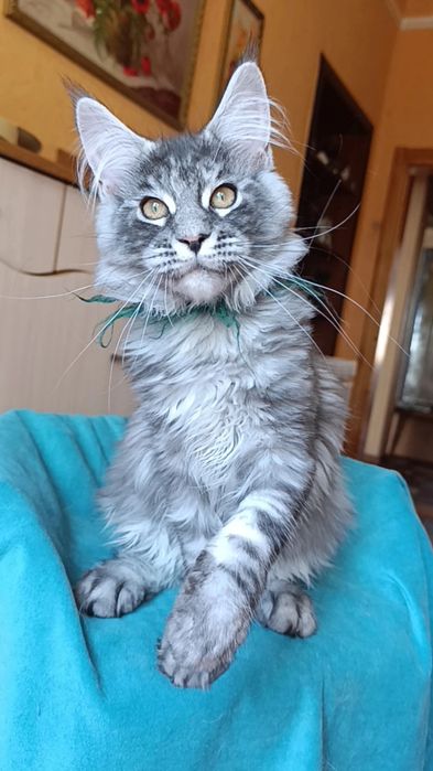 Кошечка породы Мейн