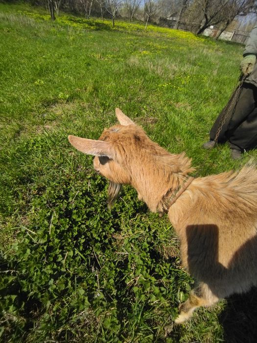 Продається коза дійна безрога