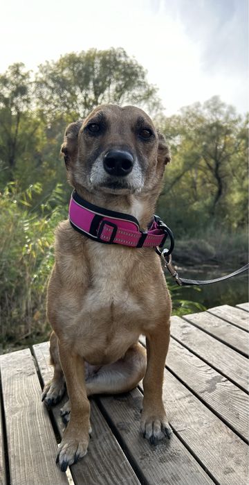 Отдам собаку в хорошие руки