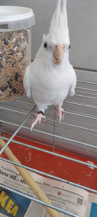 Vendo Caturra macho (Albino).