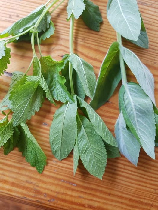 Сушеная мята крупный лист