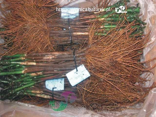 Winorośl sadzonka odmiany przerobowe