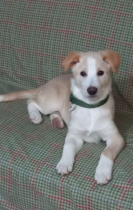 Cadelinha com 5 meses