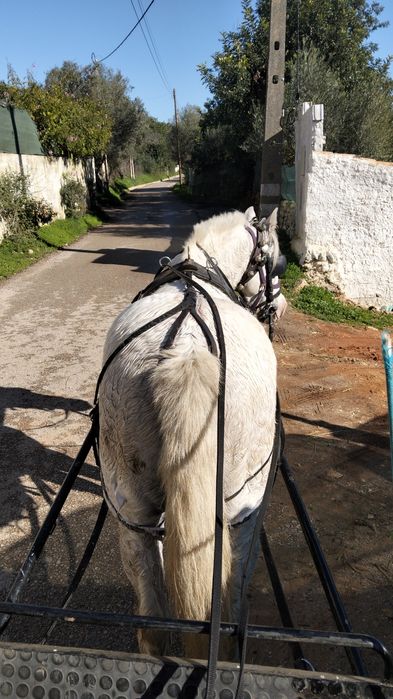 Vende-se Cavalo capado