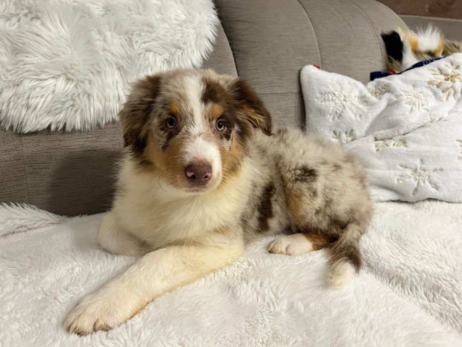 Owczarek Australijski typ amerykański piesek