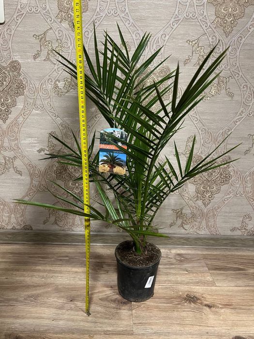 Фінік канарський (Phoenix canariensis)  h 65 см