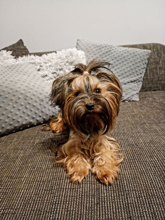 Miniaturowy chłopczyk Yorkshire Terrier