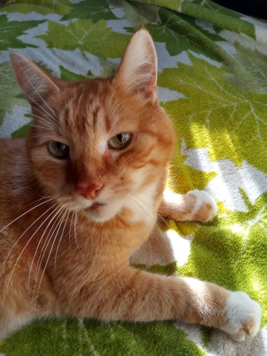 Зоогостиница  для кошек и котов\передержка.